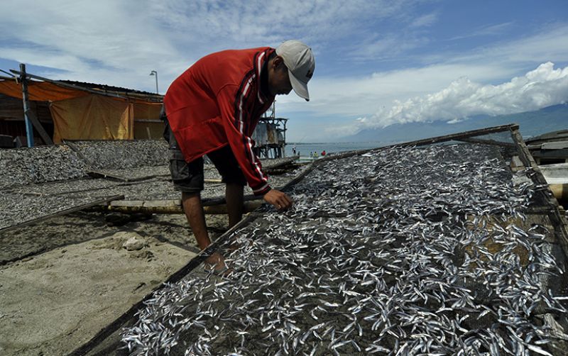 Para Nelayan Bagang di Desa Bobaneigo Keluhkan Harga Ikan Ngafi Anjlok